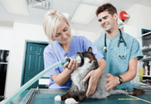 How Do I Reduce No-Shows at My Vet Clinic? How Do I Reduce No-Shows at My Vet Clinic?