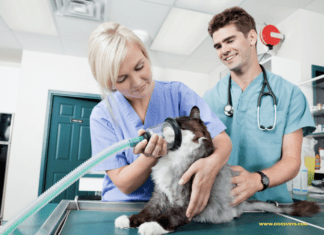 How Do I Reduce No-Shows at My Vet Clinic? How Do I Reduce No-Shows at My Vet Clinic?