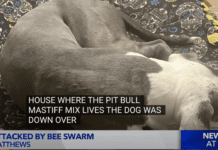 Dog Hospitalized After Unfortunate Bee Encounter + Video Dog Hospitalized After Unfortunate Bee Encounter at Lake Matthews