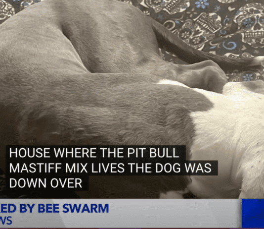 Dog Hospitalized After Unfortunate Bee Encounter + Video Dog Hospitalized After Unfortunate Bee Encounter at Lake Matthews