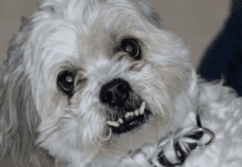 Surge in Dog Aggression: Insights from Grimsby Pet Hospital Surge in Dog Aggression: Insights from Grimsby Pet Hospital