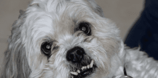 Surge in Dog Aggression: Insights from Grimsby Pet Hospital Surge in Dog Aggression: Insights from Grimsby Pet Hospital