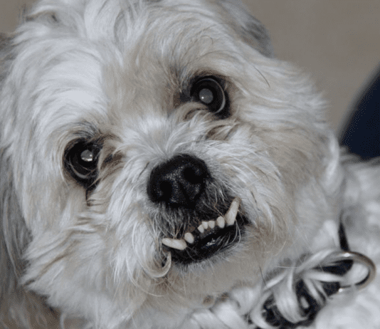 Surge in Dog Aggression: Insights from Grimsby Pet Hospital Surge in Dog Aggression: Insights from Grimsby Pet Hospital