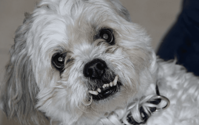 Anstieg der Aggression bei Hunden: Erkenntnisse aus der Grimsby Pet Hospital