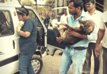 Man Spends 10 Years Saving to Buy Ambulance for Stray Dogs Man Spends 10 Years Saving to Buy Ambulance for Stray Dogs