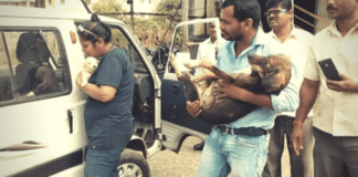 Man Spends 10 Years Saving to Buy Ambulance for Stray Dogs Man Spends 10 Years Saving to Buy Ambulance for Stray Dogs