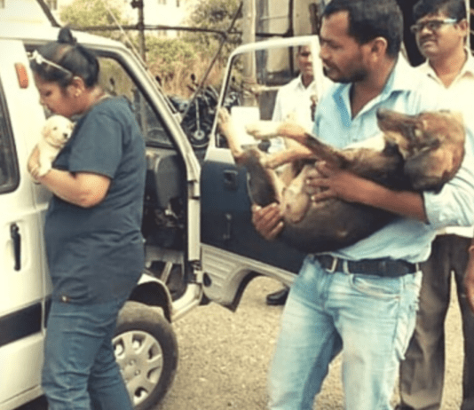 Man Spends 10 Years Saving to Buy Ambulance for Stray Dogs Man Spends 10 Years Saving to Buy Ambulance for Stray Dogs