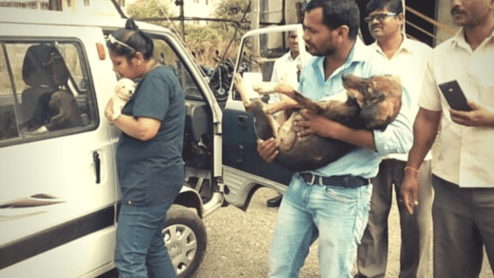 Man Spends 10 Years Saving to Buy Ambulance for Stray Dogs