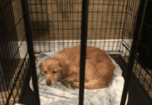 Stray Dog Seeks Shelter in Philadelphia Home During Storm Stray Dog Seeks Shelter in Philadelphia Home During Storm