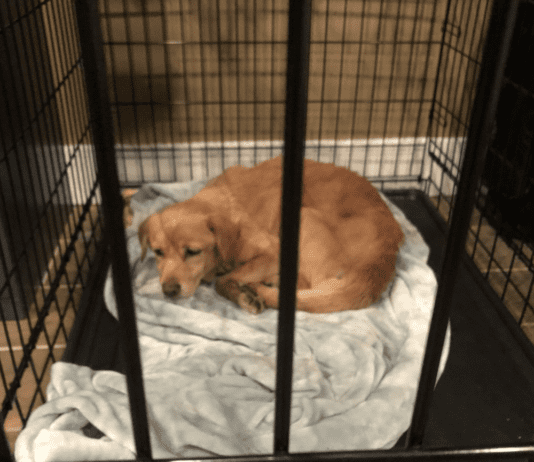 Stray Dog Seeks Shelter in Philadelphia Home During Storm Stray Dog Seeks Shelter in Philadelphia Home During Storm