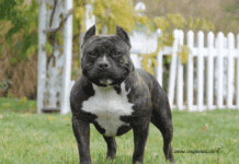 American Bully XL Controversy: Are Breed Bans the Solution? The American Bully XL Controversy: Time for a Breed Ban?