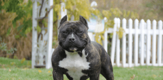 American Bully XL Controversy: Are Breed Bans the Solution? The American Bully XL Controversy: Time for a Breed Ban?