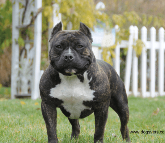 American Bully XL Controversy: Are Breed Bans the Solution? The American Bully XL Controversy: Time for a Breed Ban?