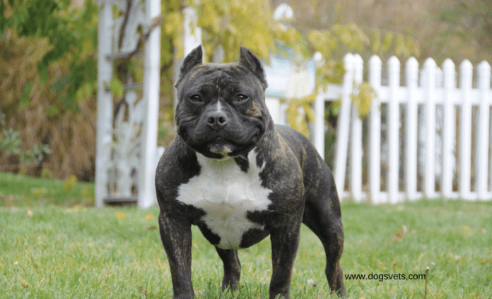 The American Bully XL Controversy: Time for a Breed Ban?