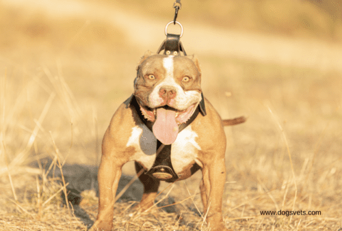American Bully XL Controversy