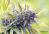 Top 10 Autoflowering Seeds for Outdoor Grows: The Best Strains for Sun, Soil, and Sky Top 10 Autoflowering Seeds for Outdoor Grows: The Best Strains for Sun, Soil, and Sky