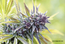 Top 10 Autoflowering Seeds for Outdoor Grows: The Best Strains for Sun, Soil, and Sky Top 10 Autoflowering Seeds for Outdoor Grows: The Best Strains for Sun, Soil, and Sky