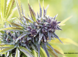 Top 10 Autoflowering Seeds for Outdoor Grows: The Best Strains for Sun, Soil, and Sky