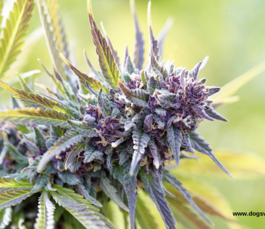 Top 10 Autoflowering Seeds for Outdoor Grows: The Best Strains for Sun, Soil, and Sky Top 10 Autoflowering Seeds for Outdoor Grows: The Best Strains for Sun, Soil, and Sky