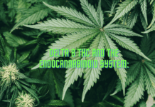 Delta 8 THC and the Endocannabinoid System: A Complex Interaction Delta 8 THC and the Endocannabinoid System: A Complex Interaction