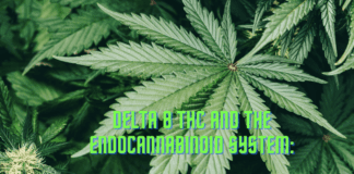 Delta 8 THC and the Endocannabinoid System: A Complex Interaction Delta 8 THC and the Endocannabinoid System: A Complex Interaction