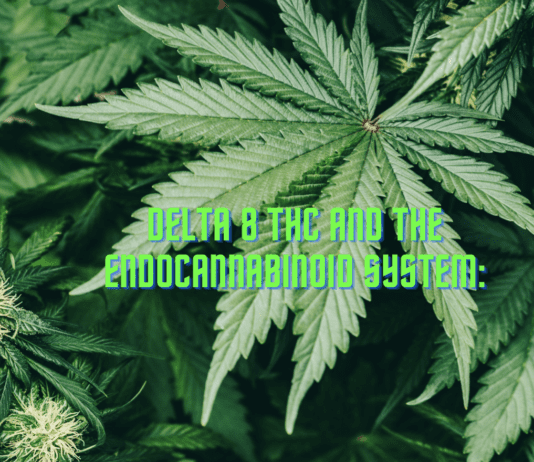 Delta 8 THC and the Endocannabinoid System: A Complex Interaction Delta 8 THC and the Endocannabinoid System: A Complex Interaction