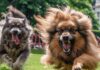 What Are Three Signs of Aggression in Dogs? What Are Three Signs of Aggression in Dogs?