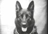 Retired Dothan Police K9, Zipo, Passes Away After a Lifetime of Devoted Service