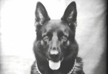 Retired Dothan Police K9, Zipo, Passes Away After a Lifetime of Devoted Service Retired Dothan Police K9, Zipo, Passes Away After a Lifetime of Devoted Service