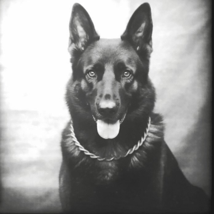 Retired Dothan Police K9, Zipo, Passes Away After a Lifetime of Devoted Service