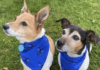 Beth and Bluebell: Meet Buckingham Palace Dogs Companions Beth and Bluebell's