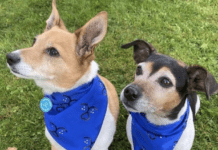 Beth and Bluebell: Meet Buckingham Palace Dogs Companions Beth and Bluebell's