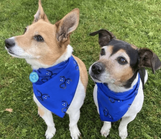 Beth and Bluebell: Meet Buckingham Palace Dogs Companions Beth and Bluebell's