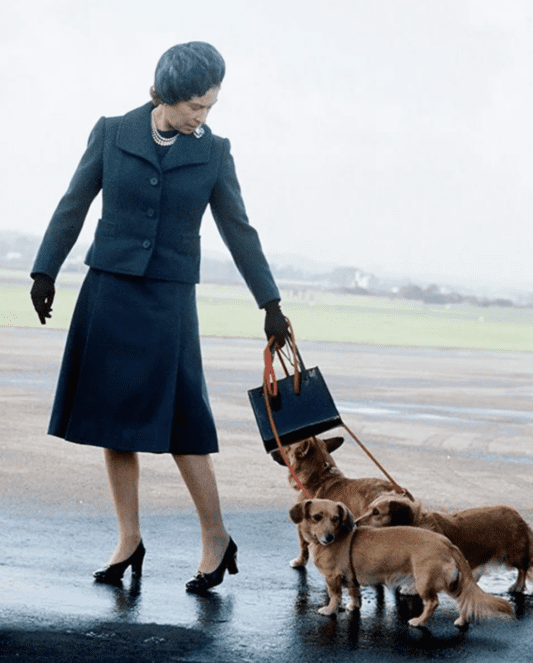 Buckingham Palace Dogs