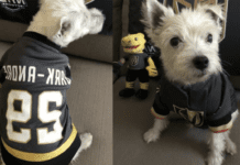 VGK Mourns: Therapy Dog Bark-Andre Furry Passes at 14″ VGK Mourns: Therapy Dog Bark-Andre Furry Passes at 14"