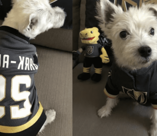 VGK Mourns: Therapy Dog Bark-Andre Furry Passes at 14″ VGK Mourns: Therapy Dog Bark-Andre Furry Passes at 14"