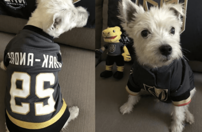 VGK Mourns: Therapy Dog Bark-Andre Furry Passes at 14"