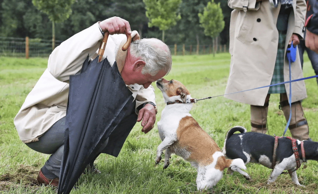 Meet The Buckingham Palace Dogs Companions 