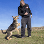 Devon Magistrates: Cruel Exeter dog attack and other cases in court"