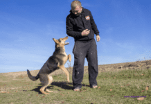 Devon Magistrates: Cruel Exeter dog attack and other cases in court” Devon Magistrates: Cruel Exeter dog attack and other cases in court"