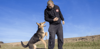 Devon Magistrates: Cruel Exeter dog attack and other cases in court” Devon Magistrates: Cruel Exeter dog attack and other cases in court"