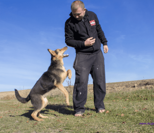 Devon Magistrates: Cruel Exeter dog attack and other cases in court” Devon Magistrates: Cruel Exeter dog attack and other cases in court"