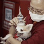 A Unique Tradition: Blessings for Pets at Thekchen Choling Temple on Vesak Day Eve"