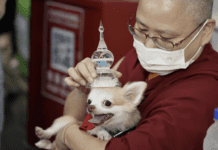 A Unique Tradition: Blessings for Pets at Thekchen Choling Temple on Vesak Day Eve” A Unique Tradition: Blessings for Pets at Thekchen Choling Temple on Vesak Day Eve"