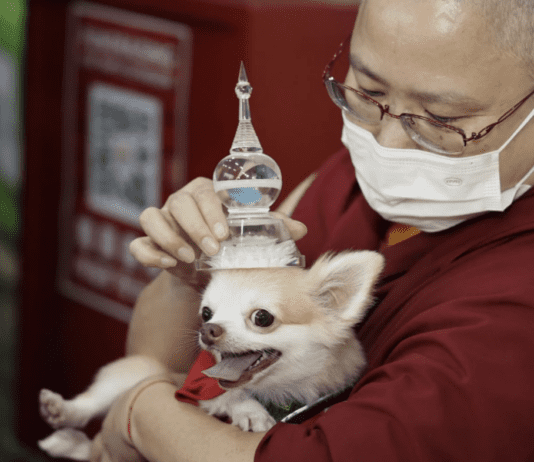 A Unique Tradition: Blessings for Pets at Thekchen Choling Temple on Vesak Day Eve” A Unique Tradition: Blessings for Pets at Thekchen Choling Temple on Vesak Day Eve"