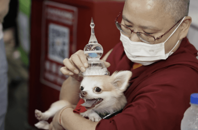 A Unique Tradition: Blessings for Pets at Thekchen Choling Temple on Vesak Day Eve