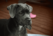 Are Cane Corso Puppies Hard to Train? Are Cane Corso Puppies Hard to Train?