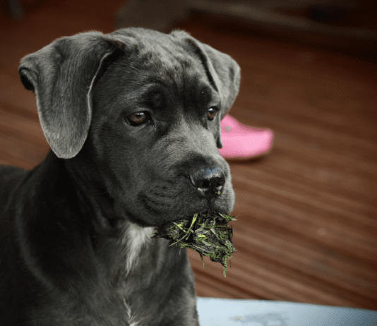 Are Cane Corso Puppies Hard to Train? Are Cane Corso Puppies Hard to Train?