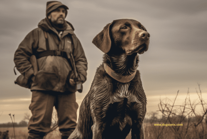 Hunting Dog Training Near Me: Your Ultimate Guide