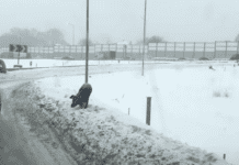 Resilient Dog Endures Brutal Winter Temperatures, Rescued Resilient Dog Endures Brutal Winter Temperatures, Rescued